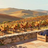 Illustrative header image for Autumn Wine Harvest