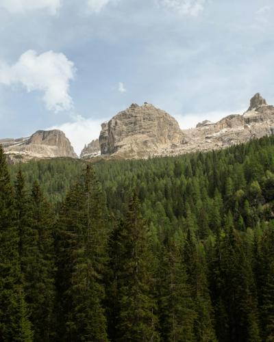 A landscape photograph showing a dense coniferous forest in the foreground with rugged, rocky mountain peaks rising above the treeline under a partly cloudy sky.