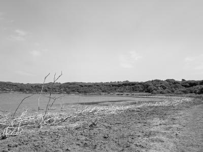 A black-and-white landscape photograph showing a calm body of water bordered by a muddy or sandy shore in the foreground with scattered dry branches and twigs, and a dense line of trees and shrubs on the far bank under a pale sky.