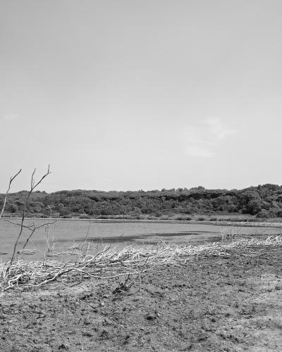 A black-and-white landscape photograph showing a calm body of water bordered by a muddy or sandy shore in the foreground with scattered dry branches and twigs, and a dense line of trees and shrubs on the far bank under a pale sky.