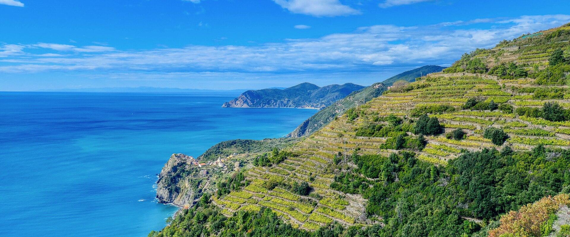Vineyards of Corniglia