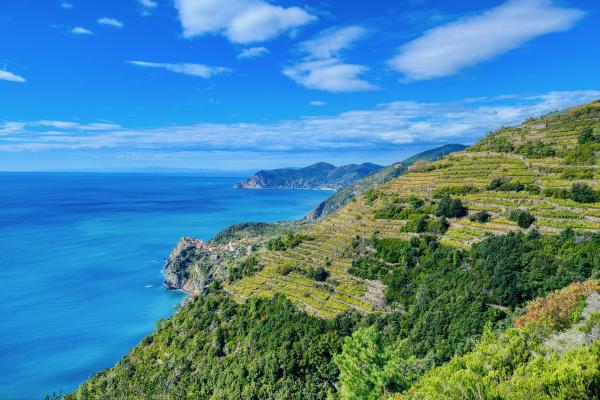 Vineyards of Corniglia