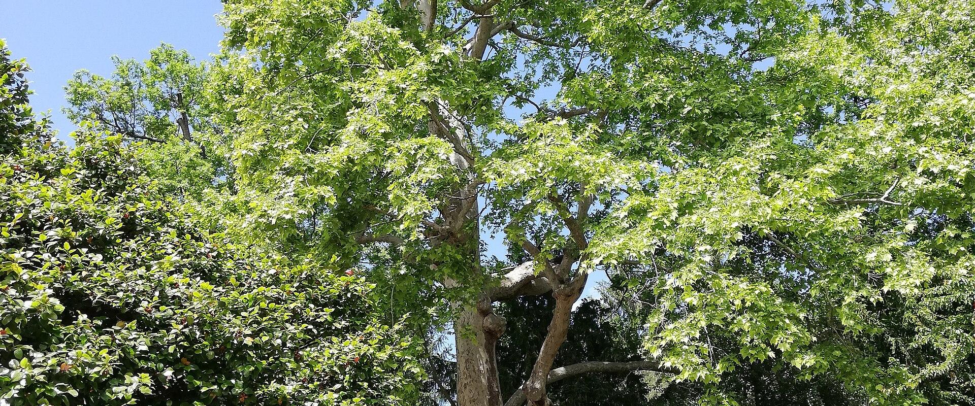 Giardini Estensi