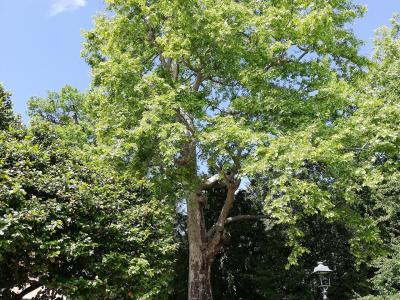 A large, mature deciduous tree with a thick trunk and full green canopy stands in a landscaped park setting, flanked by a gravel path, a pink building corner on the left, and a black lamppost on the right; a small informational plaque is visible n