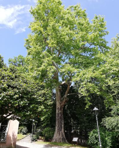 A large, mature deciduous tree with a thick trunk and full green canopy stands in a landscaped park setting, flanked by a gravel path, a pink building corner on the left, and a black lamppost on the right; a small informational plaque is visible n