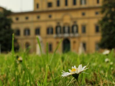 A low-angle photograph of a grassy lawn with daisies in sharp focus in the foreground, and a large, yellowish Renaissance-style palace with a central clock tower blurred in the background.