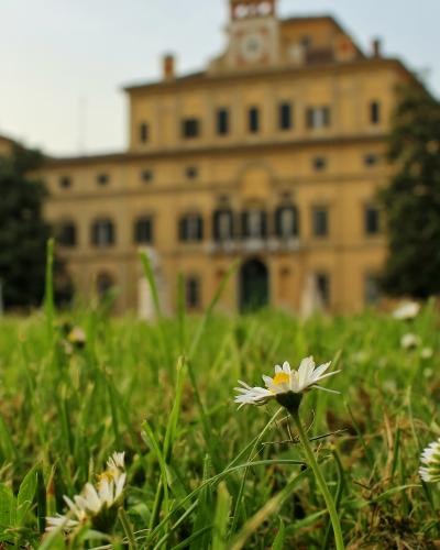A low-angle photograph of a grassy lawn with daisies in sharp focus in the foreground, and a large, yellowish Renaissance-style palace with a central clock tower blurred in the background.