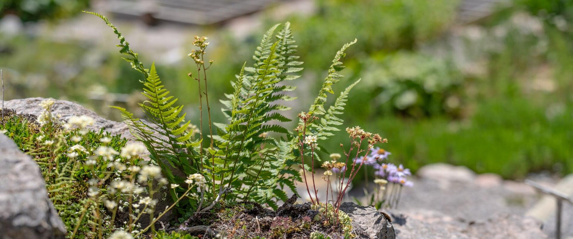 Alpine Garden (Alpengarten)
