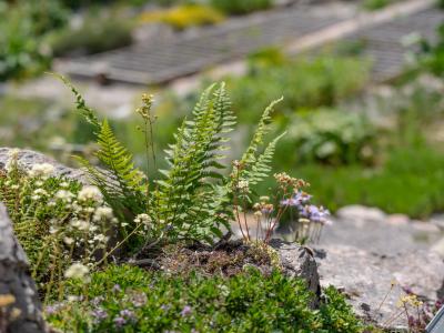 A close-up view of alpine plants, including ferns and small flowering species, growing among rocks in a garden setting with a wooden boardwalk visible in the background.