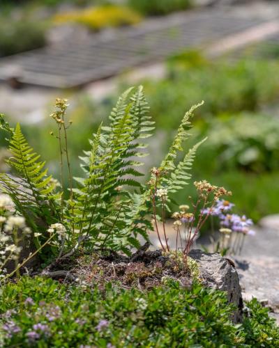 A close-up view of alpine plants, including ferns and small flowering species, growing among rocks in a garden setting with a wooden boardwalk visible in the background.