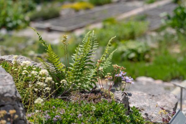 Alpine Garden (Alpengarten)