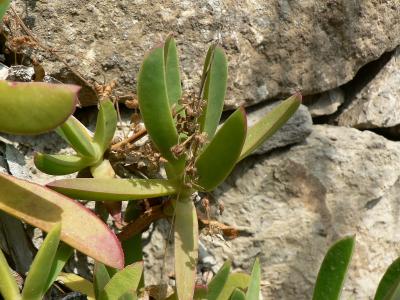 A close-up photograph of a succulent plant with fleshy green leaves and reddish tips, growing against a rough stone wall, with dried flower stalks visible.
