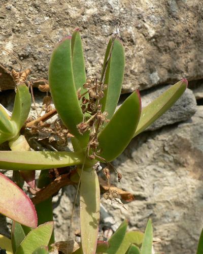 A close-up photograph of a succulent plant with fleshy green leaves and reddish tips, growing against a rough stone wall, with dried flower stalks visible.