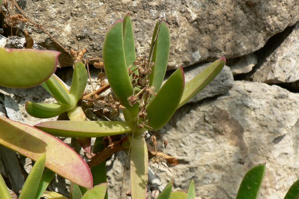 Villa Hanbury (Giardini Botanici Hanbury)