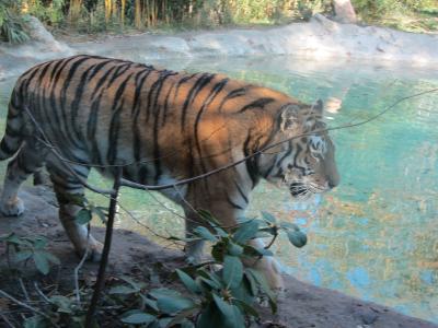 A Siberian tiger walks along a rocky ledge beside a pool of water within an outdoor enclosure, with foliage and bamboo visible in the background.
