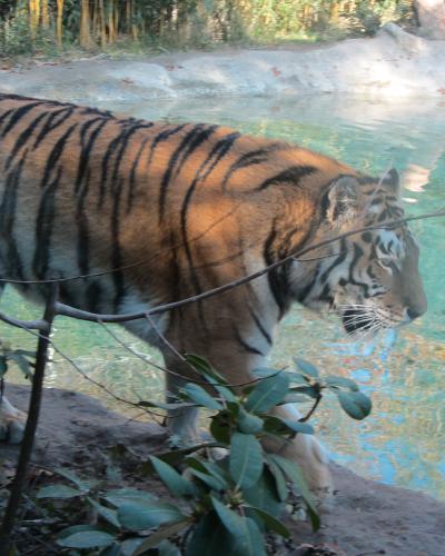 A Siberian tiger walks along a rocky ledge beside a pool of water within an outdoor enclosure, with foliage and bamboo visible in the background.