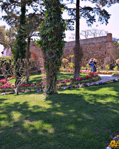 Flower beds and pines in the Gardens of Augustus, Capri