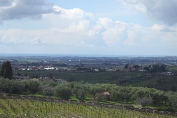 A panoramic view of rolling green hills with vineyards in the foreground, olive trees and scattered rural buildings in the midground, and a distant coastline under a cloudy sky.