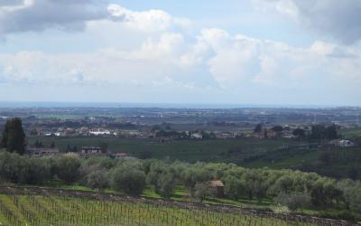 A panoramic view of rolling green hills with vineyards in the foreground, olive trees and scattered rural buildings in the midground, and a distant coastline under a cloudy sky.