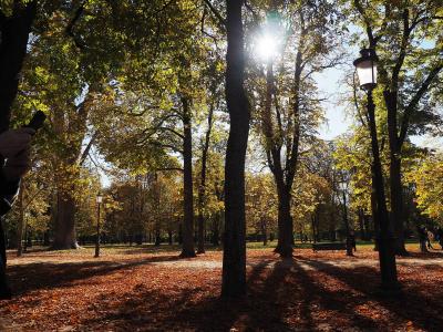 A sunlit park scene with tall trees displaying autumn foliage, fallen leaves covering the ground, and classic black lampposts; a person’s hand holding a phone is visible on the left edge.