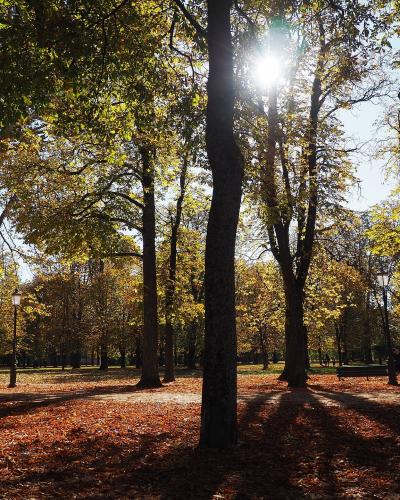 A sunlit park scene with tall trees displaying autumn foliage, fallen leaves covering the ground, and classic black lampposts; a person’s hand holding a phone is visible on the left edge.