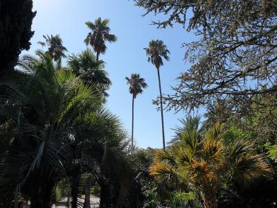 A low-angle view of dense tropical and subtropical foliage, including tall palm trees and broad-leafed plants, under a clear blue sky, with no visible building, signage, or human-made structures.