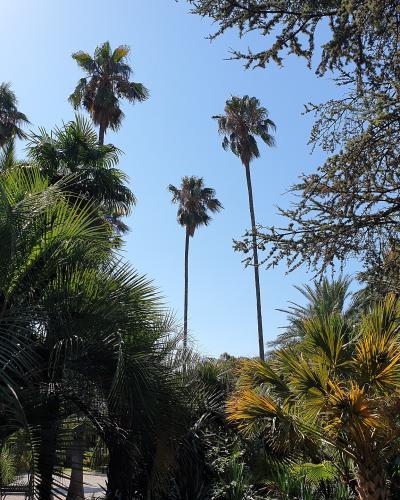 A low-angle view of dense tropical and subtropical foliage, including tall palm trees and broad-leafed plants, under a clear blue sky, with no visible building, signage, or human-made structures.