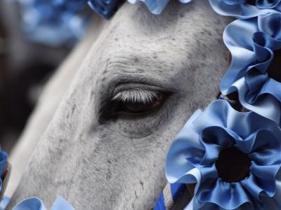A close-up of a grey horse’s head adorned with elaborate blue satin ribbon flowers and a blue-and-white braided bridle, typical of ceremonial equestrian decoration.