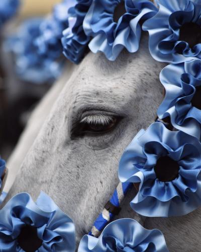 A close-up of a grey horse’s head adorned with elaborate blue satin ribbon flowers and a blue-and-white braided bridle, typical of ceremonial equestrian decoration.