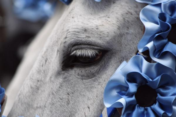 Oristano Carnival