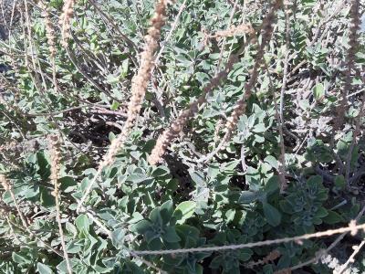 A close-up photograph of a leafy green plant with dried, upright flower spikes, identified by the filename as *Plectranthus neochilus*.