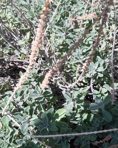 A close-up photograph of a leafy green plant with dried, upright flower spikes, identified by the filename as *Plectranthus neochilus*.