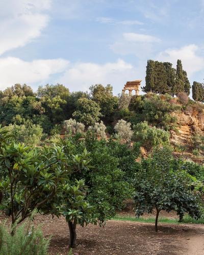 A landscape view of an agricultural garden with rows of fruit trees in the foreground and a small classical temple ruin visible on a hilltop in the background.
