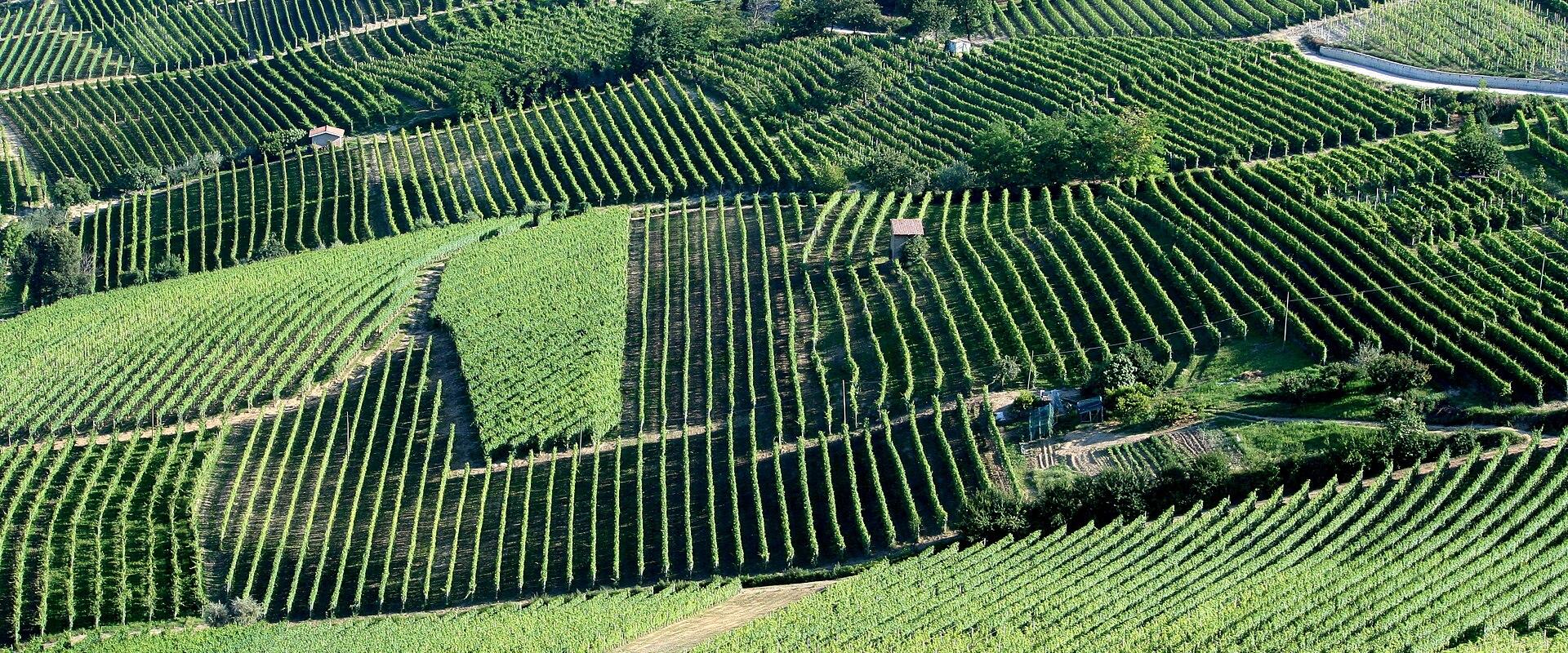 Rolling rows of vineyards in the Langhe hills of Piedmont