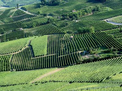 Rolling rows of vineyards in the Langhe hills of Piedmont