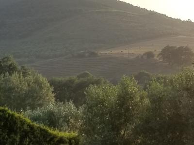 A hazy landscape photograph showing rolling hills and a large mountain in the background, with olive trees and agricultural fields in the foreground under a bright sky.