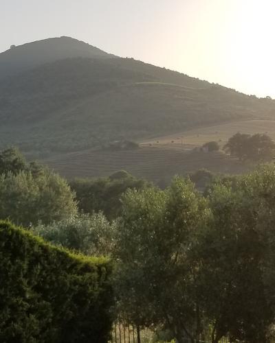 A hazy landscape photograph showing rolling hills and a large mountain in the background, with olive trees and agricultural fields in the foreground under a bright sky.