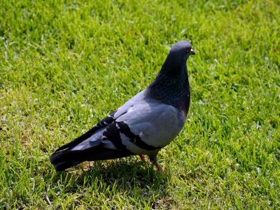 A close-up photograph of a single rock pigeon standing on a patch of bright green grass, with no background structures or signage visible.