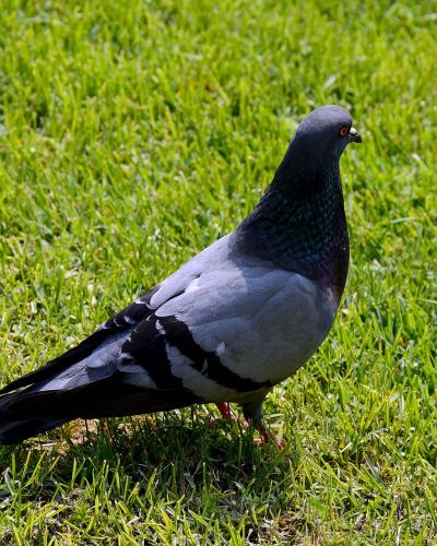 A close-up photograph of a single rock pigeon standing on a patch of bright green grass, with no background structures or signage visible.