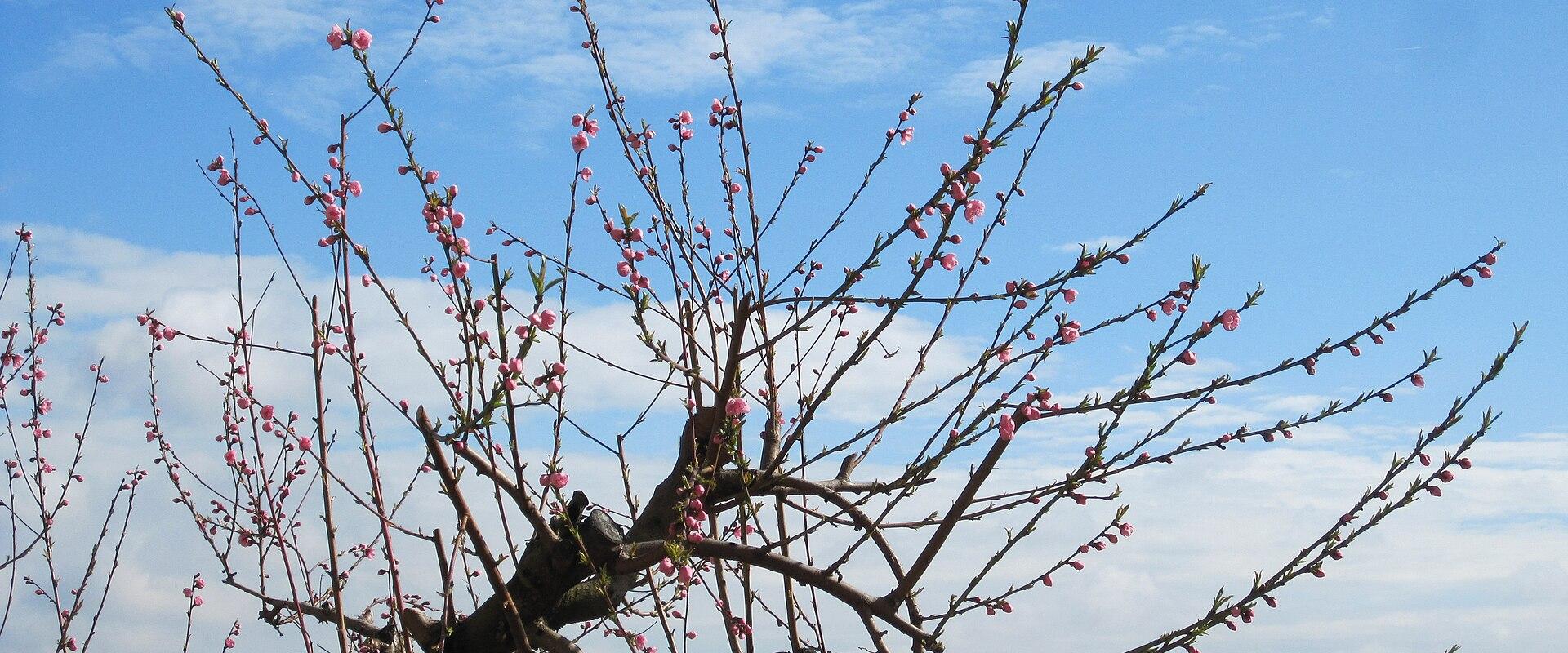 Spring Blooms