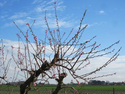 Spring Blooms