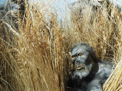 The image shows three realistic diorama figures of early hominids (specifically Australopithecus, as indicated by the filename) positioned within a tall, dry grass habitat under a painted sky backdrop.