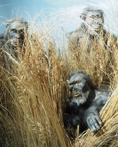 The image shows three realistic diorama figures of early hominids (specifically Australopithecus, as indicated by the filename) positioned within a tall, dry grass habitat under a painted sky backdrop.