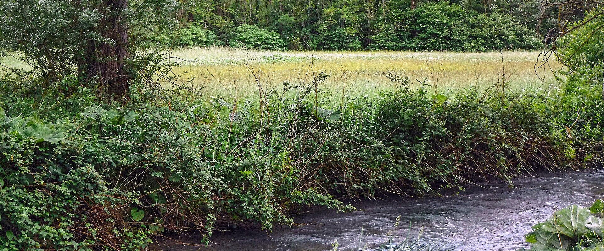 A flowing river bordered by dense green vegetation and trees, with a grassy field visible in the background under an overcast sky.