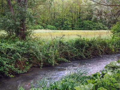 A flowing river bordered by dense green vegetation and trees, with a grassy field visible in the background under an overcast sky.