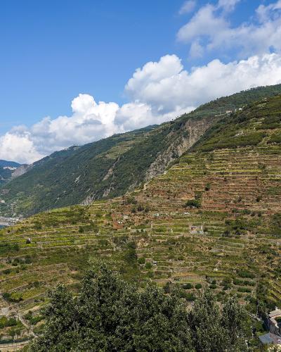 A wide landscape view of steep, terraced vineyards on a coastal hillside overlooking the blue sea, with a small village visible in the lower right and distant mountains across the water.