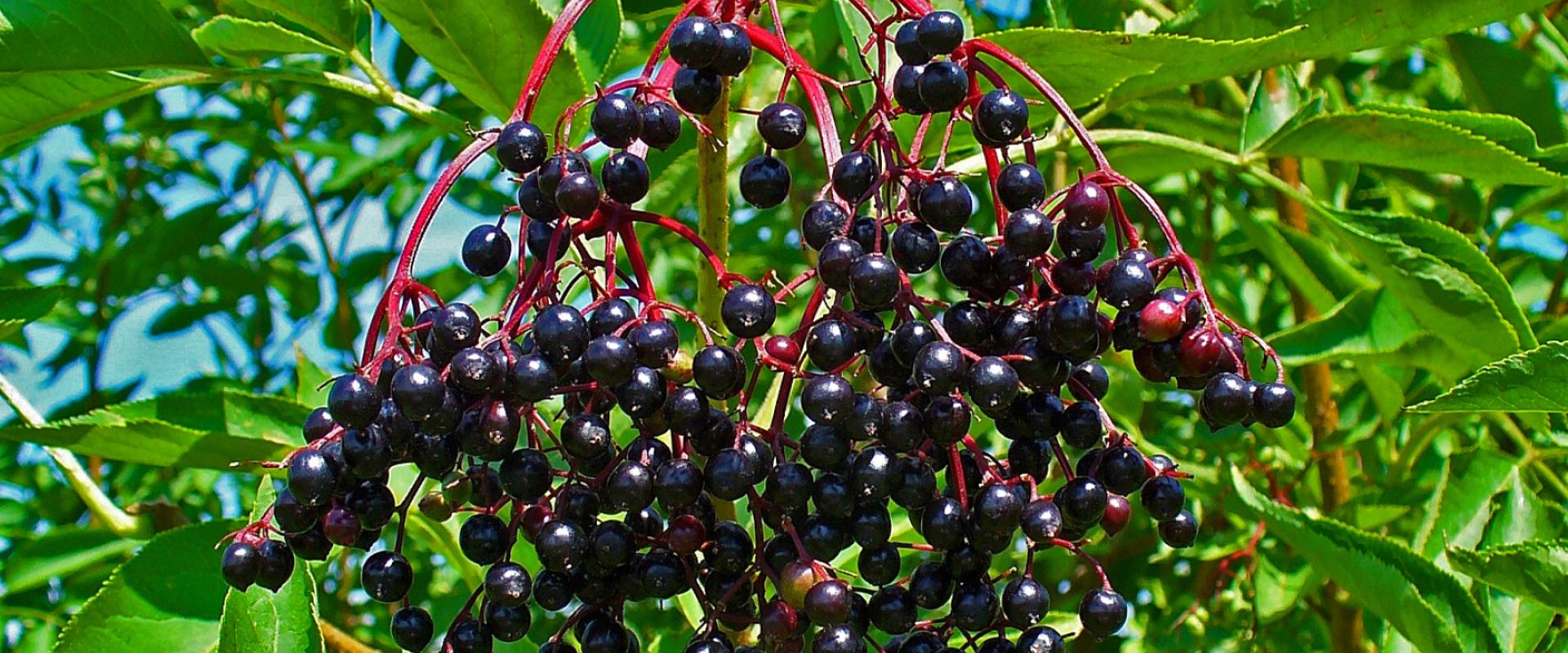 Udine Botanical Garden