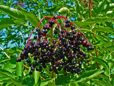 A close-up photograph of a cluster of ripe, dark purple-black elderberries (Sambucus nigra) hanging from reddish stems, surrounded by green compound leaves against a blurred background of foliage and sky.