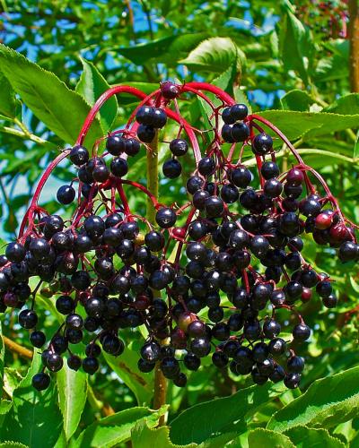 A close-up photograph of a cluster of ripe, dark purple-black elderberries (Sambucus nigra) hanging from reddish stems, surrounded by green compound leaves against a blurred background of foliage and sky.
