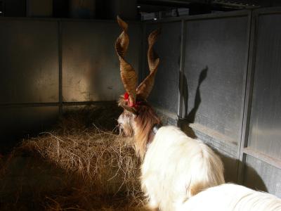 A goat with large, spiraled horns and a red ribbon around its neck stands in a pen filled with hay, enclosed by metal panels under artificial lighting.